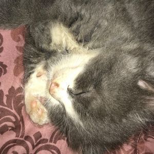 Meet your Posher, Jade